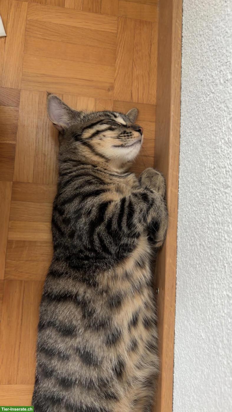 Bild 2: Süsse Kitten zu verkaufen