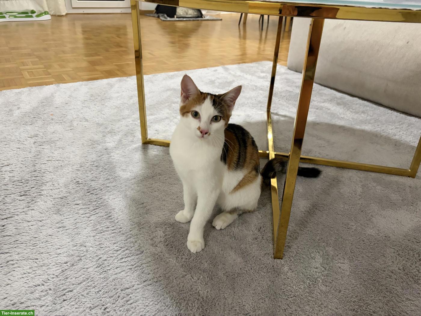 Bild 3: Süsse Kitten zu verkaufen