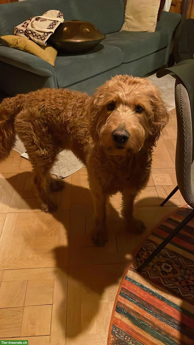 Goldendoodle Zuchtrüde in Region ZH