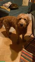 Goldendoodle Zuchtrüde in Region ZH