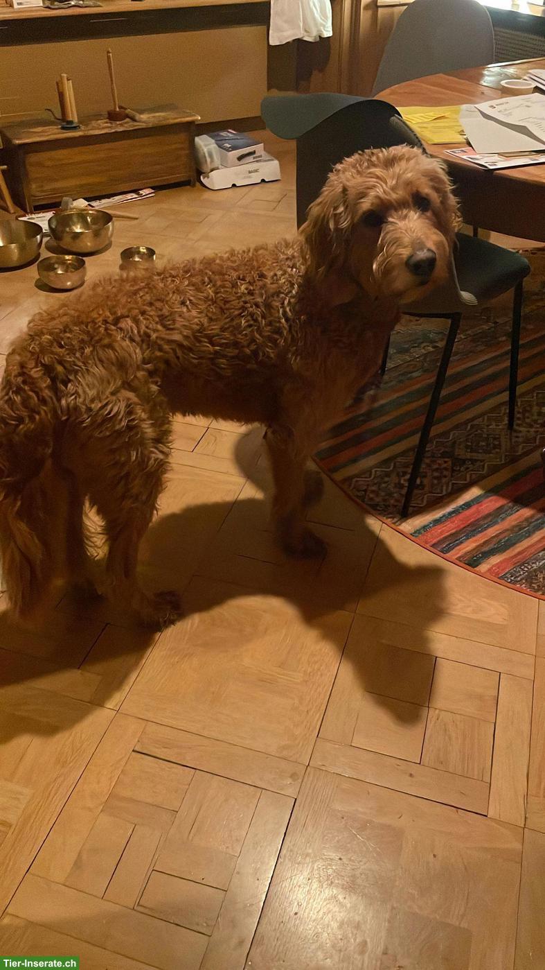 Bild 2: Goldendoodle Zuchtrüde in Region ZH