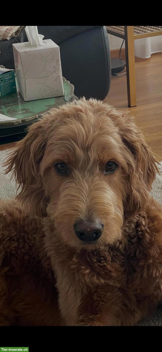 Bild 3: Goldendoodle Zuchtrüde in Region ZH