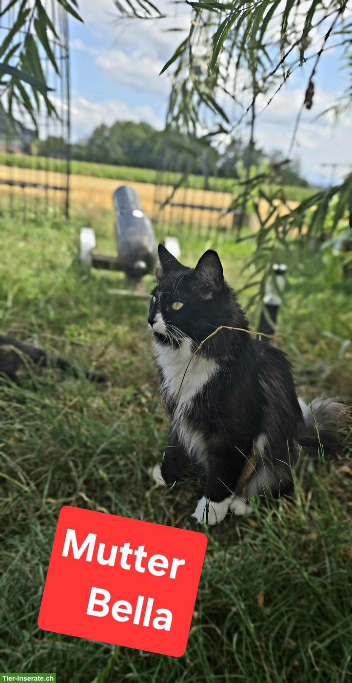 Wunderschöne Norwegische Waldkatzen Kitten suchen liebes Zuhause