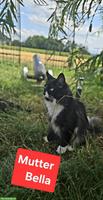 Wunderschöne Norwegische Waldkatzen Kitten suchen liebevolle Zuhause