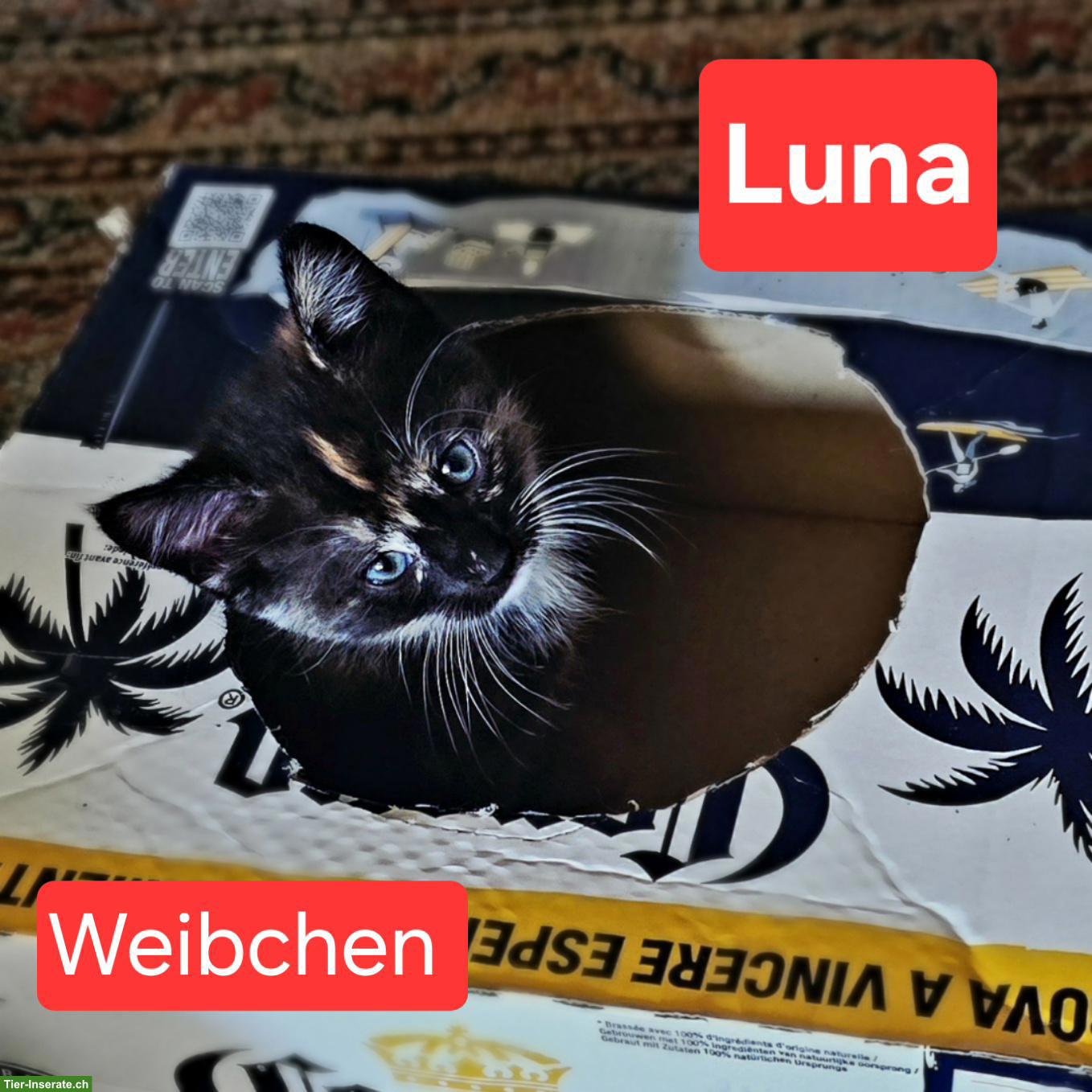 Bild 2: Wunderschöne Norwegische Waldkatzen Kitten suchen liebes Zuhause