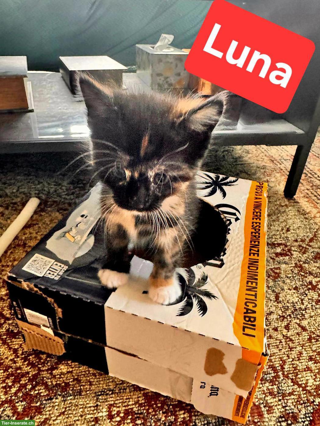 Bild 3: Wunderschöne Norwegische Waldkatzen Kitten suchen liebes Zuhause