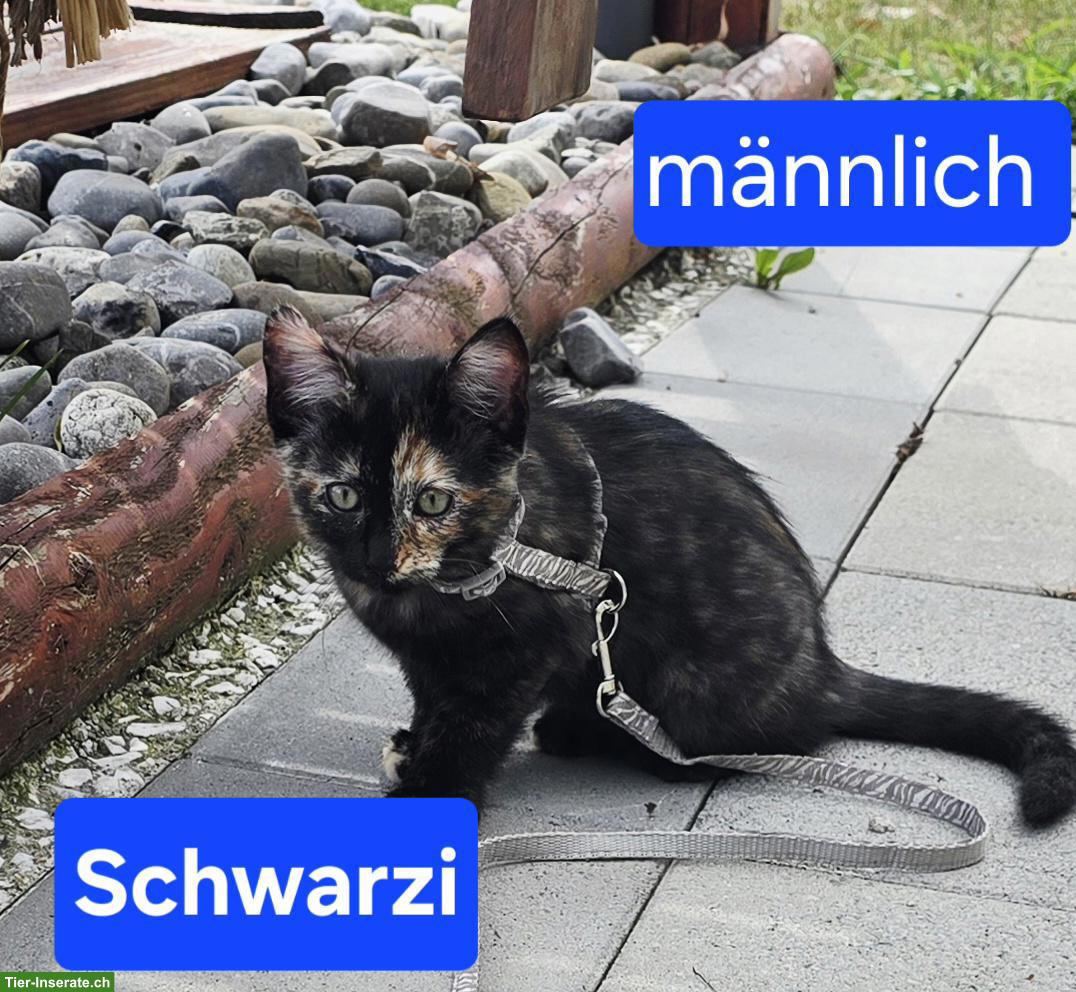 Bild 4: Wunderschöne Norwegische Waldkatzen Kitten suchen liebes Zuhause