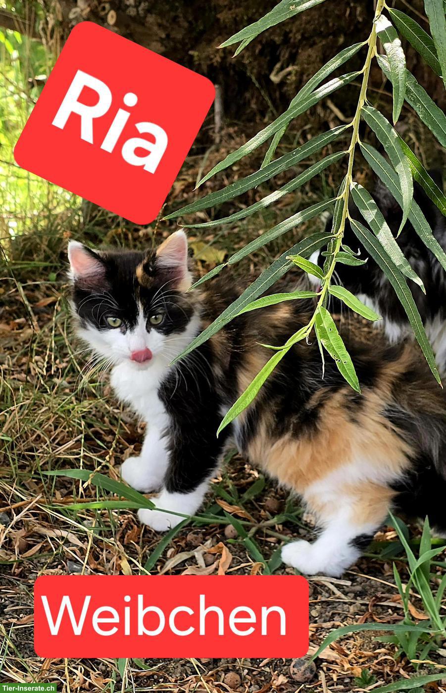 Bild 5: Wunderschöne Norwegische Waldkatzen Kitten suchen liebes Zuhause