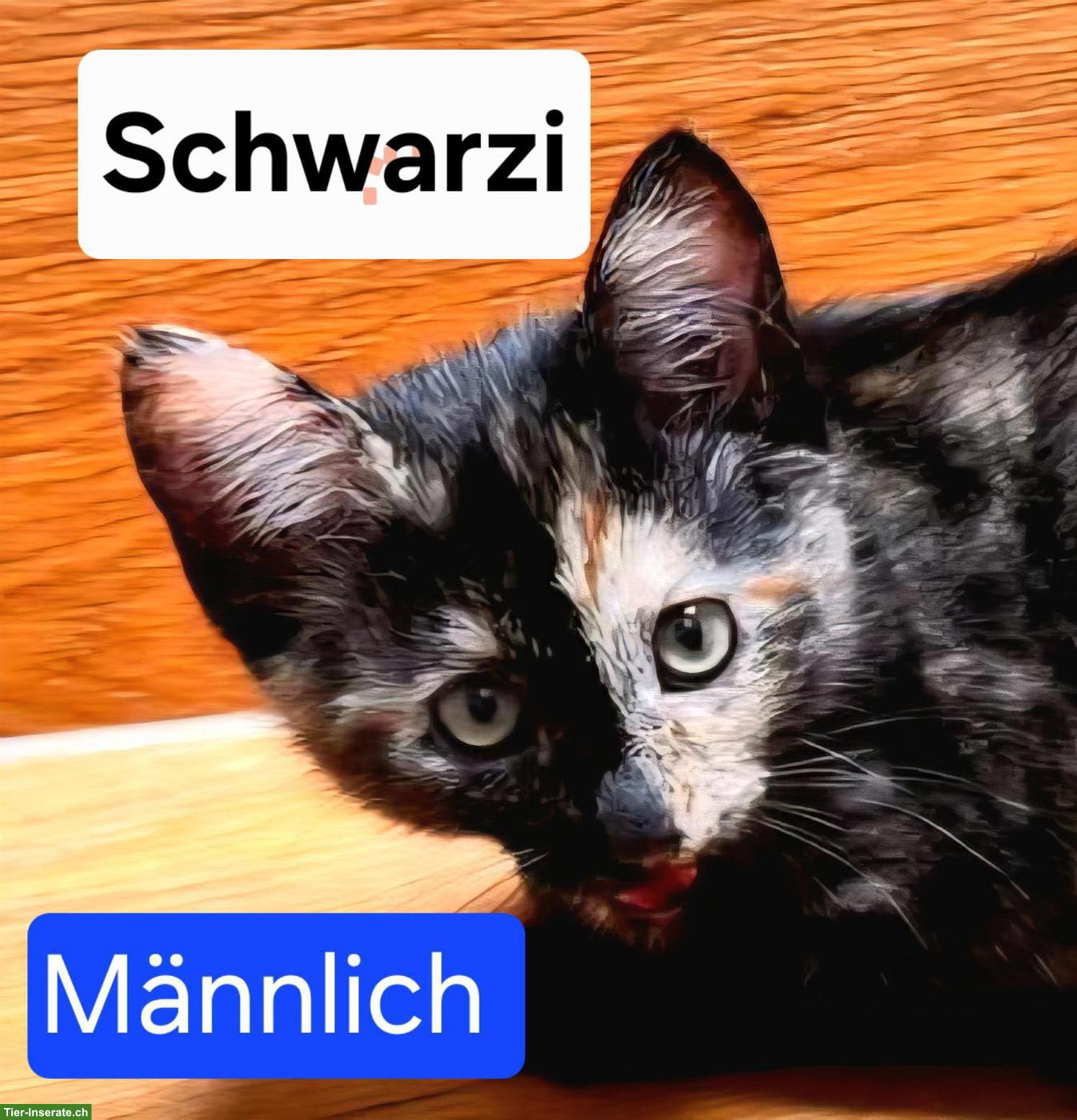 Bild 6: Wunderschöne Norwegische Waldkatzen Kitten suchen liebes Zuhause