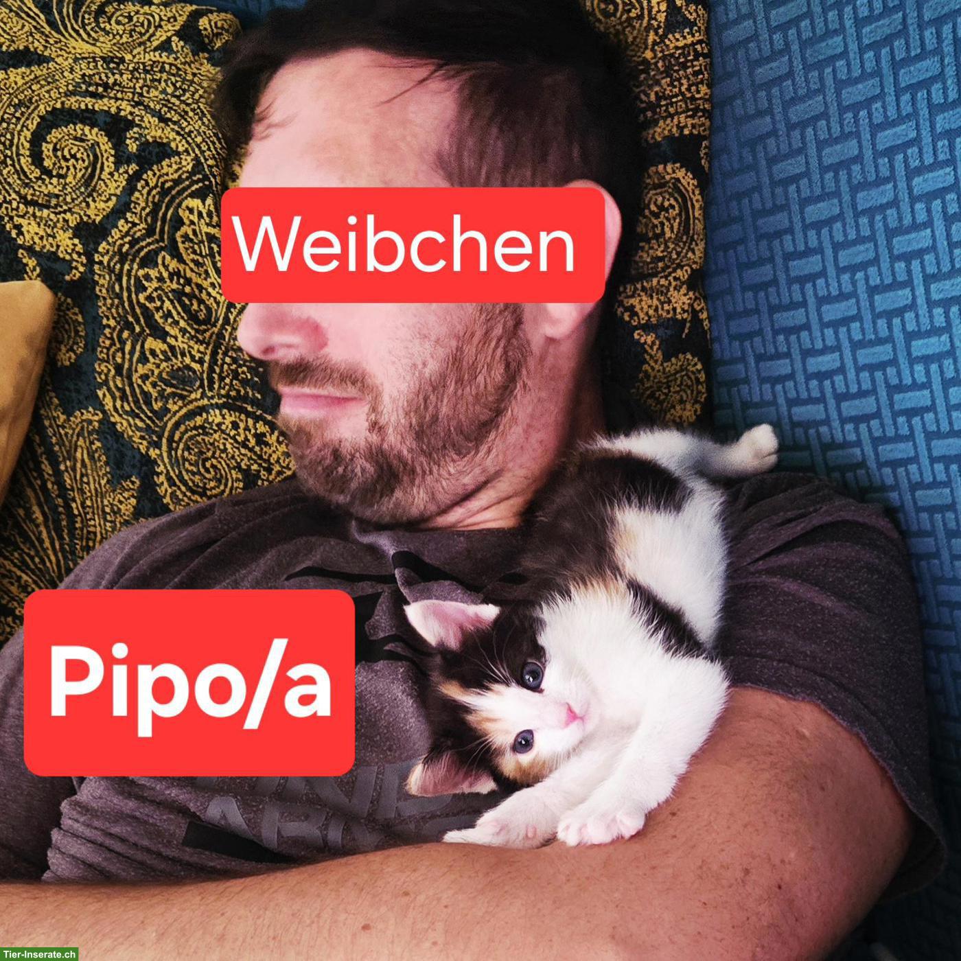 Bild 7: Wunderschöne Norwegische Waldkatzen Kitten suchen liebes Zuhause