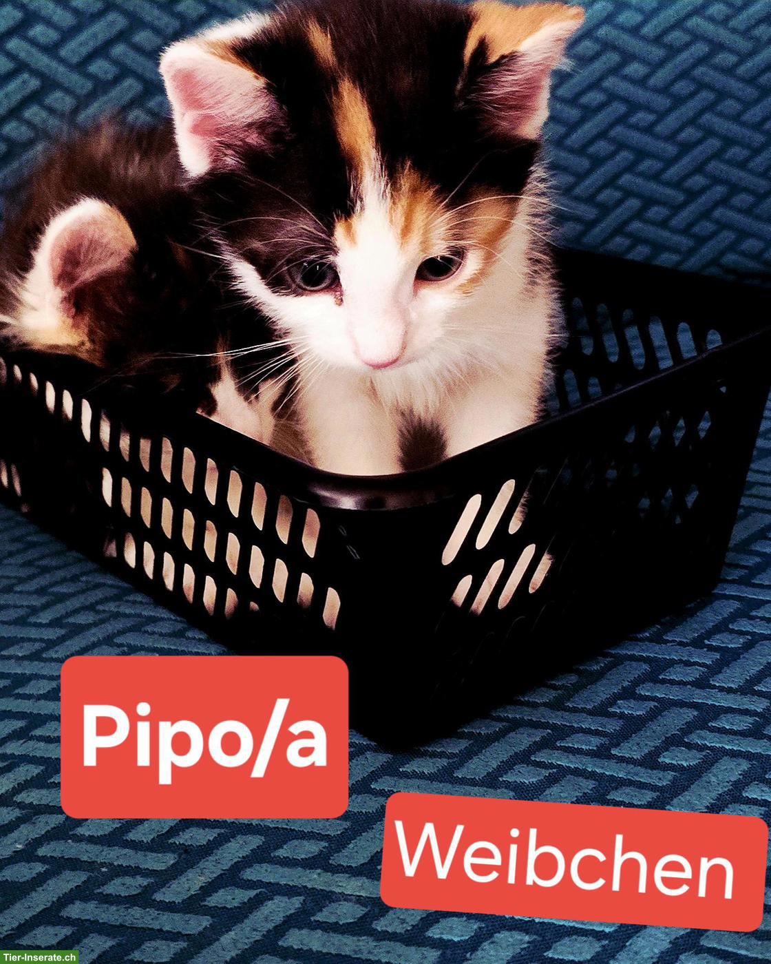 Bild 8: Wunderschöne Norwegische Waldkatzen Kitten suchen liebes Zuhause