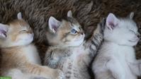 Reinrassige Britisch Kurzhaar Kitten zu verkaufen