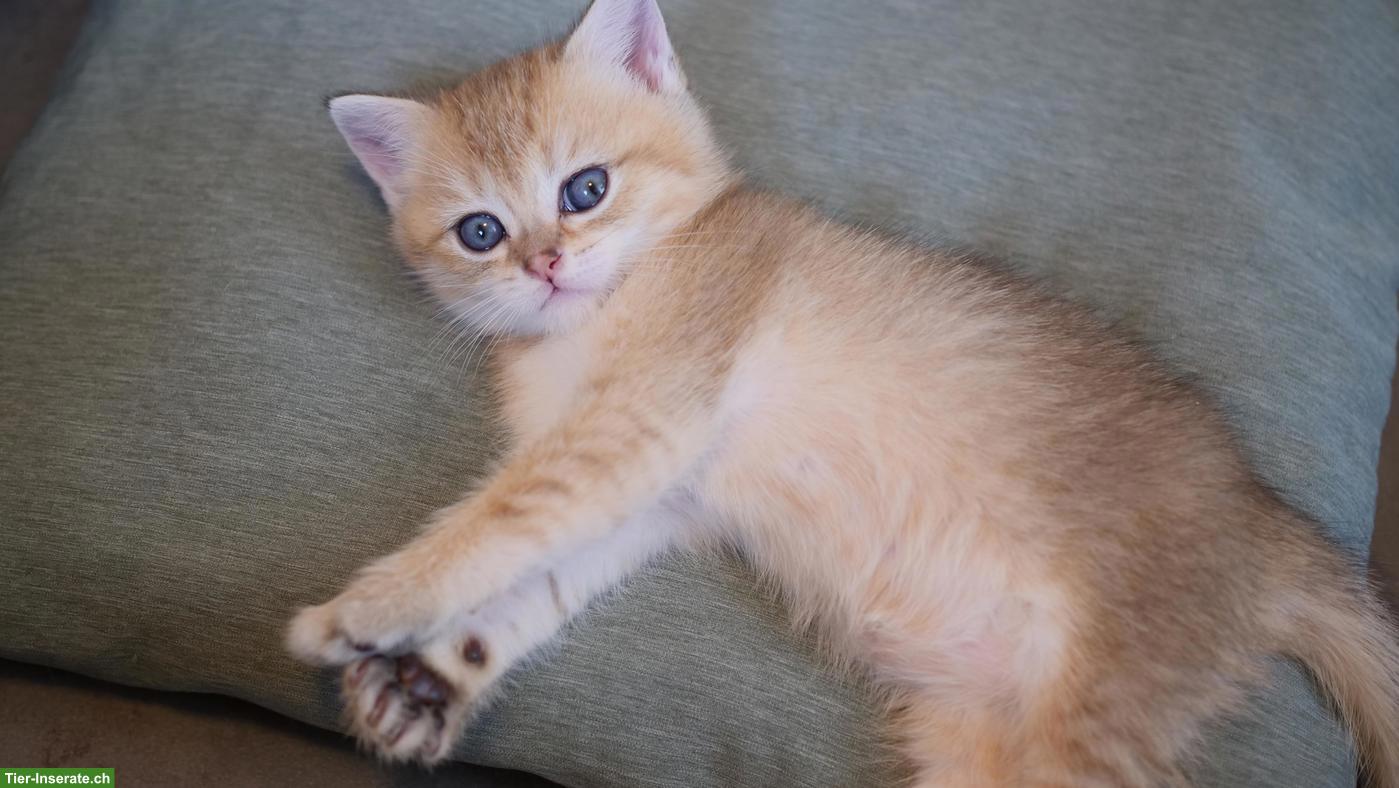 Bild 2: Reinrassige Britisch Kurzhaar Kitten zu verkaufen