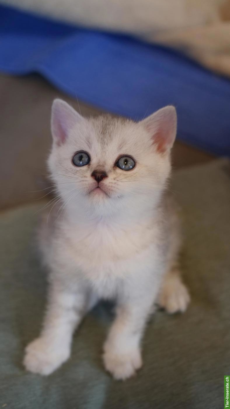 Bild 3: Reinrassige Britisch Kurzhaar Kitten zu verkaufen