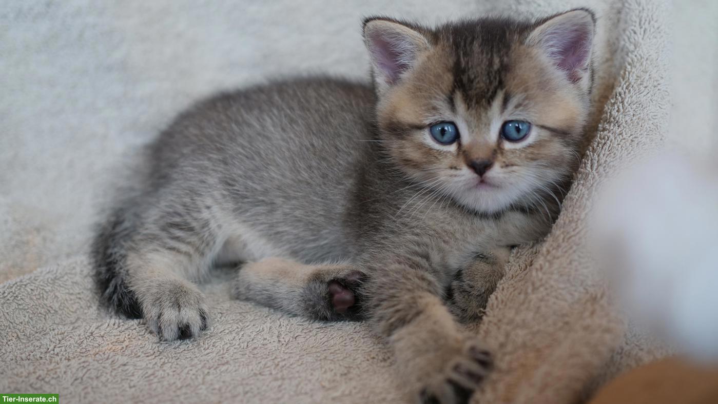 Bild 4: Reinrassige Britisch Kurzhaar Kitten zu verkaufen