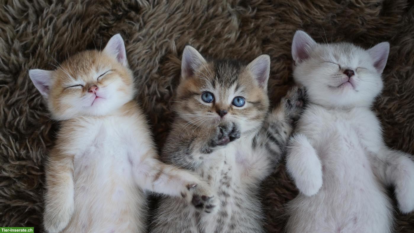 Bild 5: Reinrassige Britisch Kurzhaar Kitten zu verkaufen