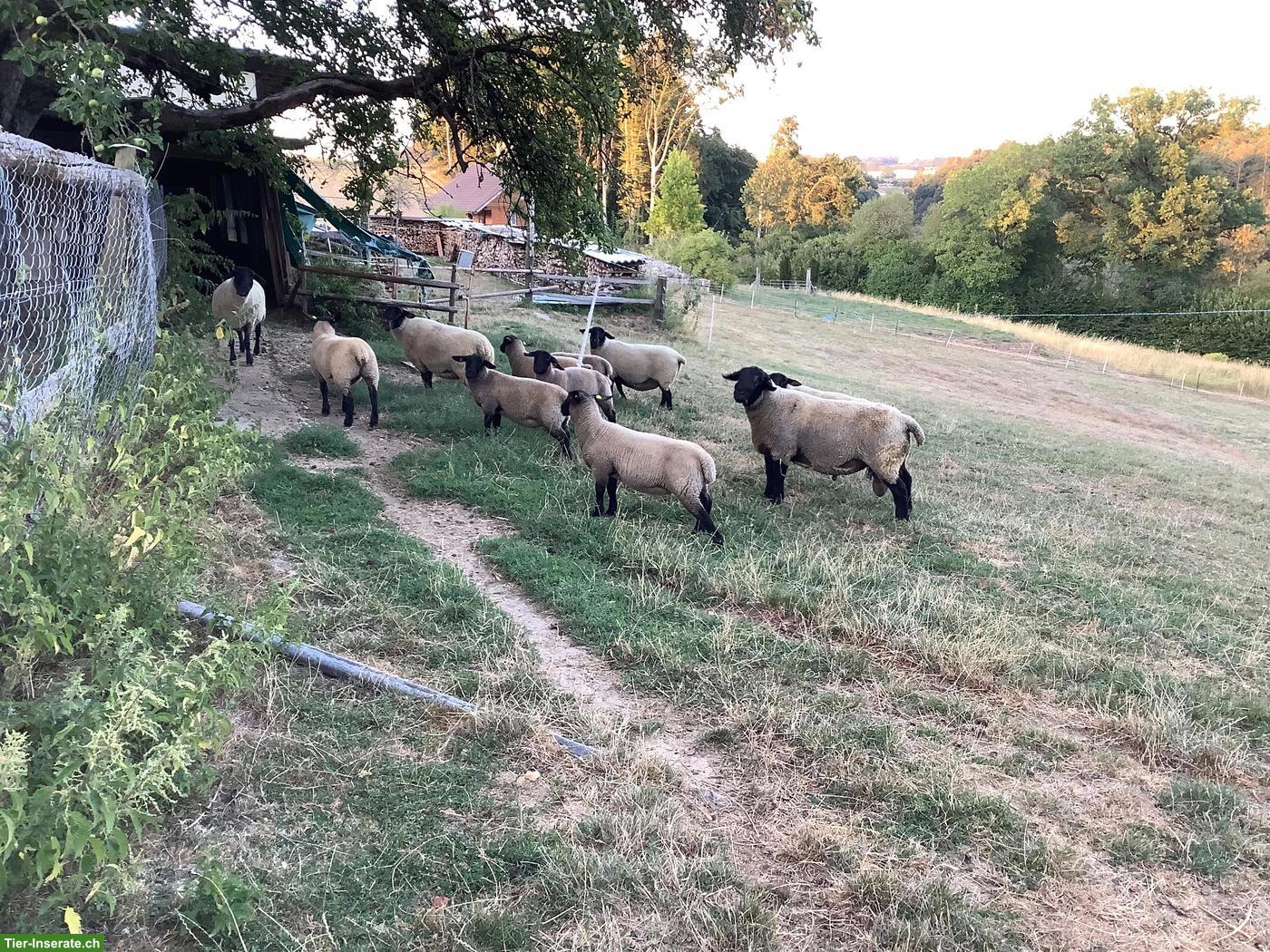 Bild 2: Suffolk Schafe, Wieder, Auen & Lämmer zu verkaufen
