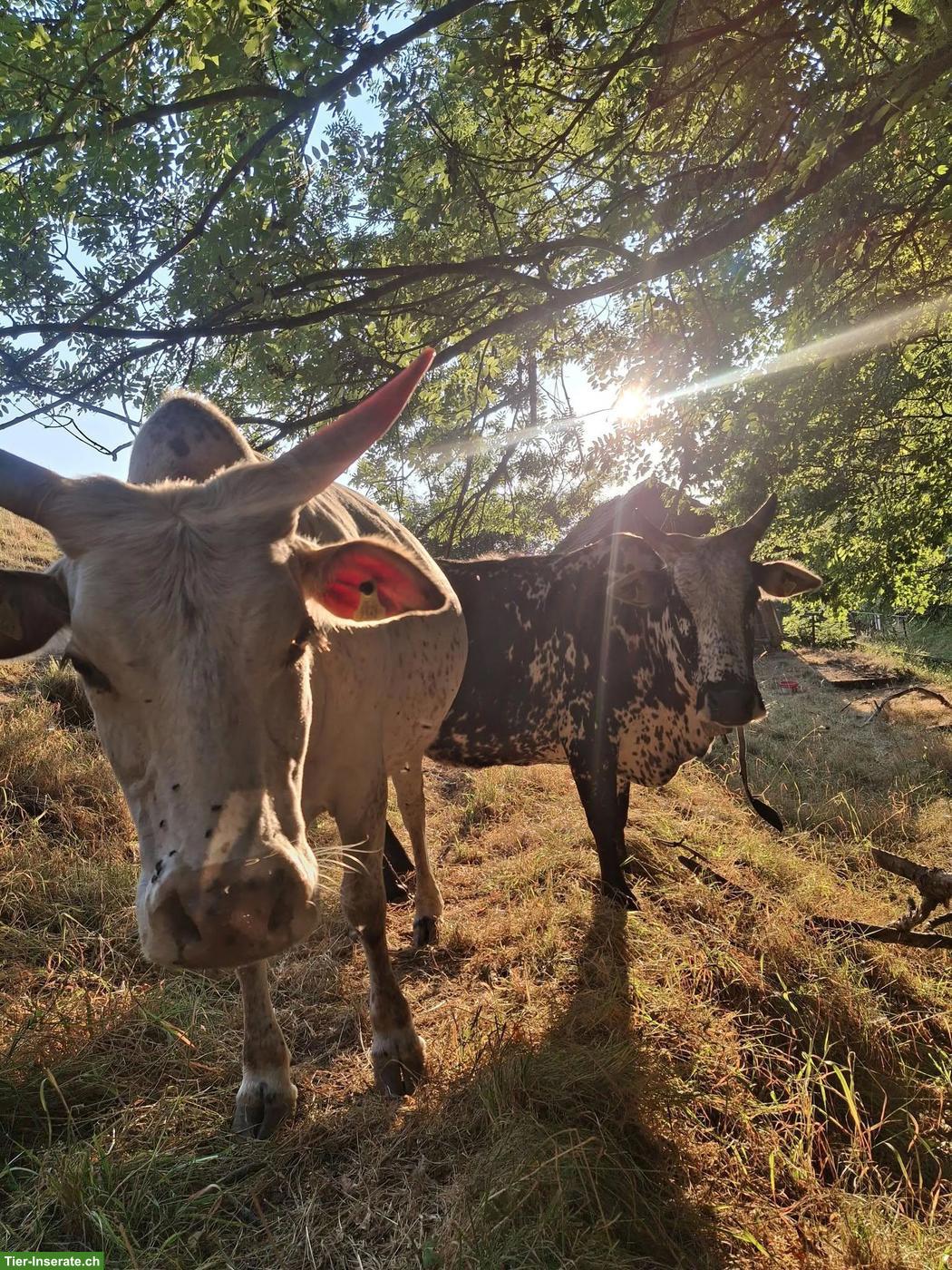 Zebu Rinder zu verkaufen