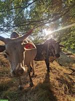 Zebu Rinder zu verkaufen