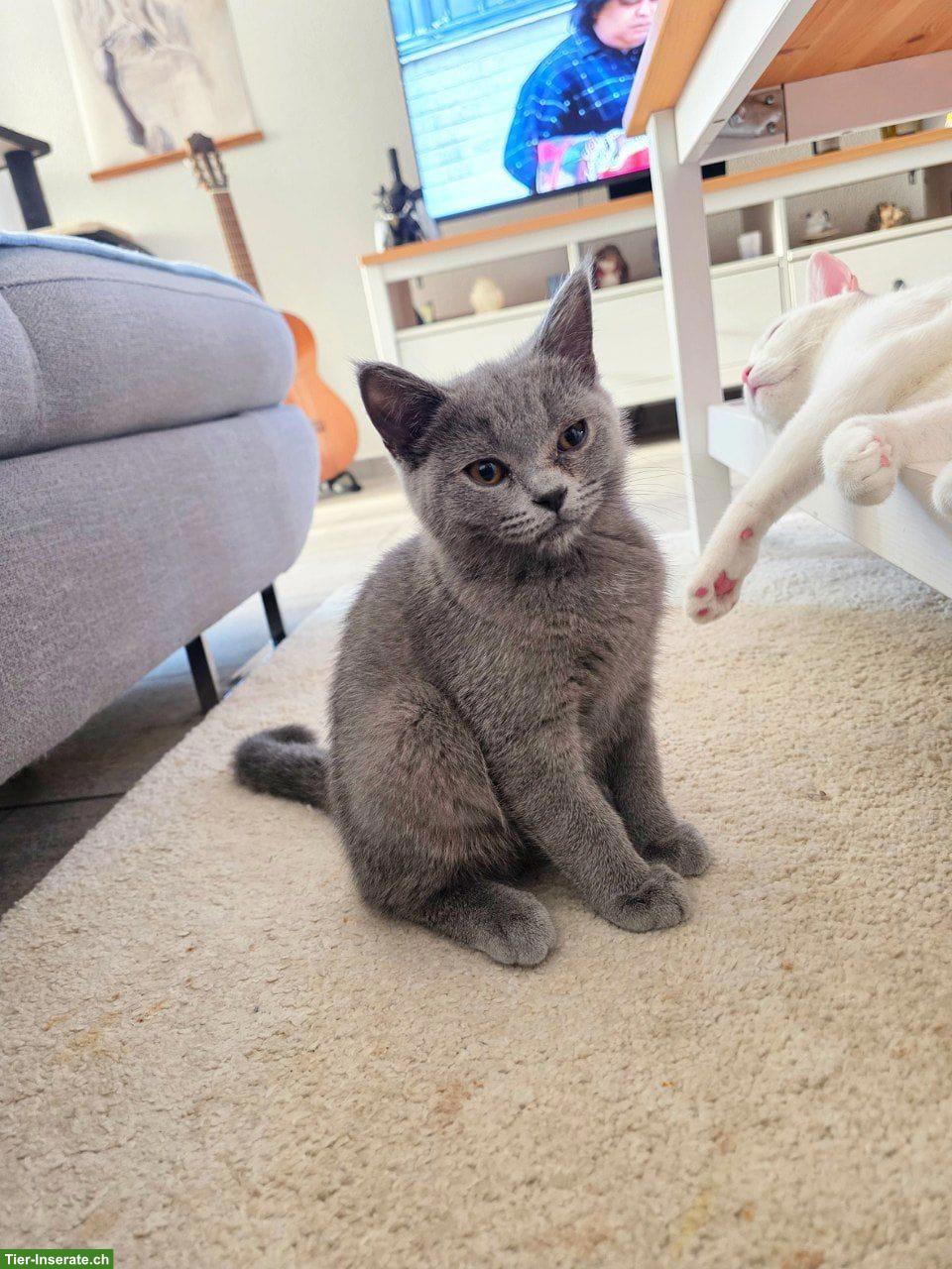Britisch Kurzhaar Kitten, männlich suchen Zuhause
