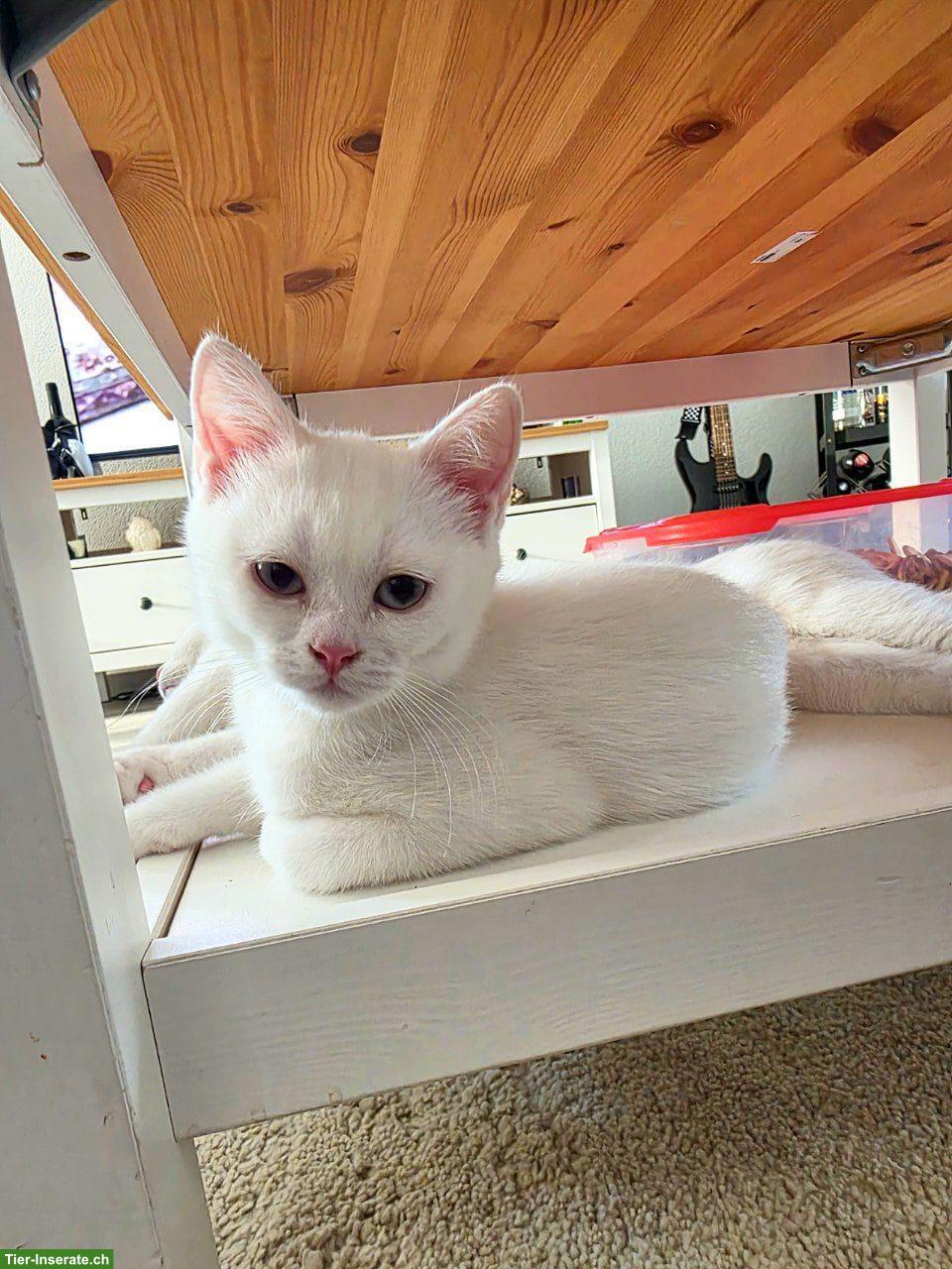 Bild 2: Britisch Kurzhaar Kitten, männlich suchen Zuhause