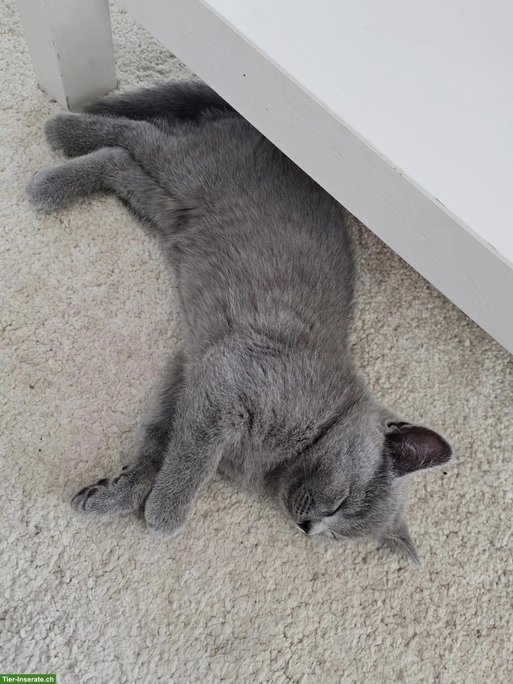 Bild 3: Britisch Kurzhaar Kitten, männlich suchen Zuhause