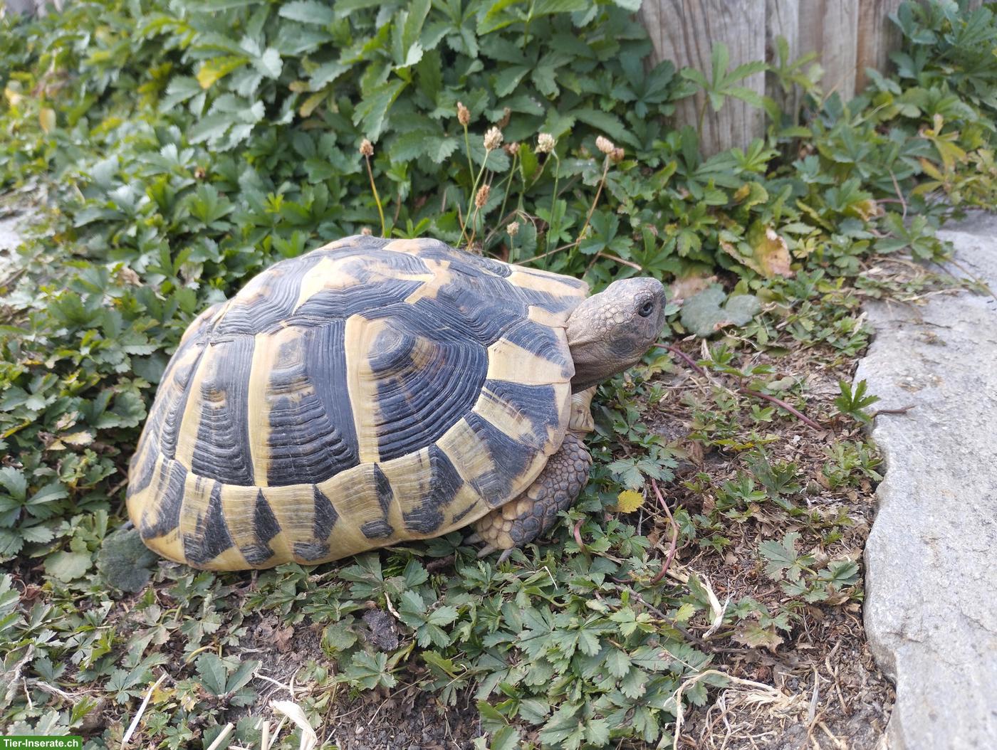 Griechische Landschildkröte, weiblich