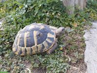 Griechische Landschildkröte, weiblich