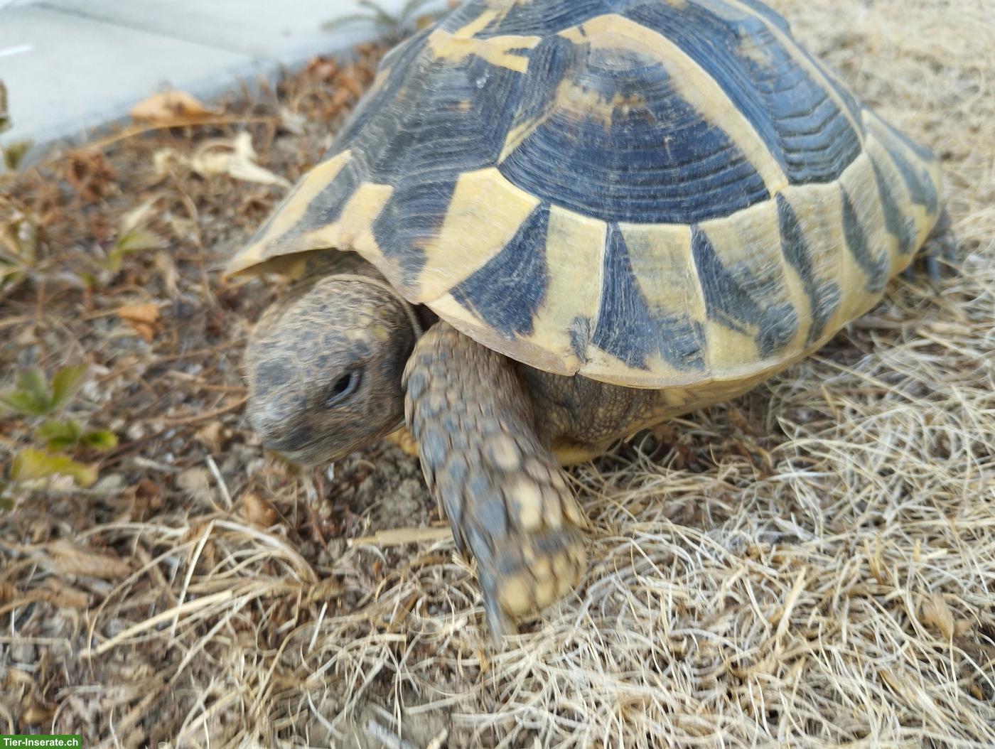 Bild 2: Griechische Landschildkröte, weiblich