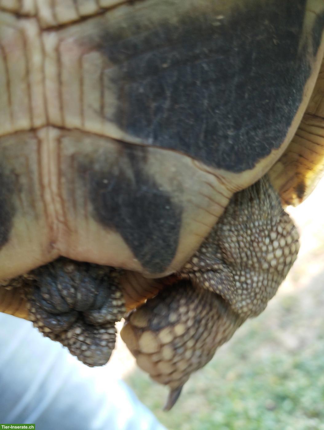 Bild 3: Griechische Landschildkröte, weiblich