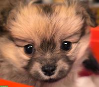 Pomchi Welpe (Pomeranian x Chihuahua Mix)