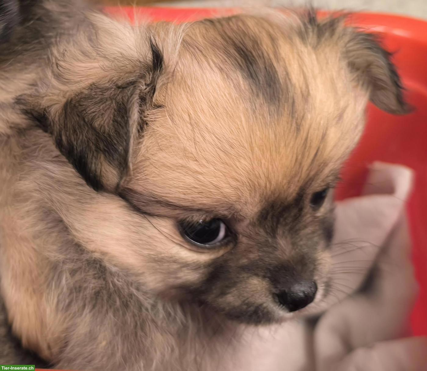Bild 2: Pomchi Welpe (Pomeranian x Chihuahua Mix)