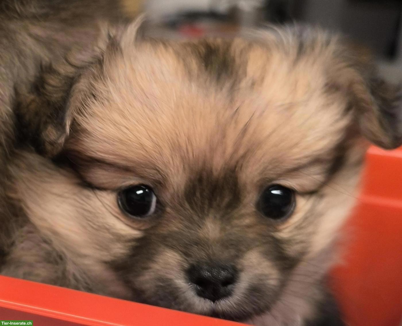 Bild 3: Pomchi Welpe (Pomeranian x Chihuahua Mix)