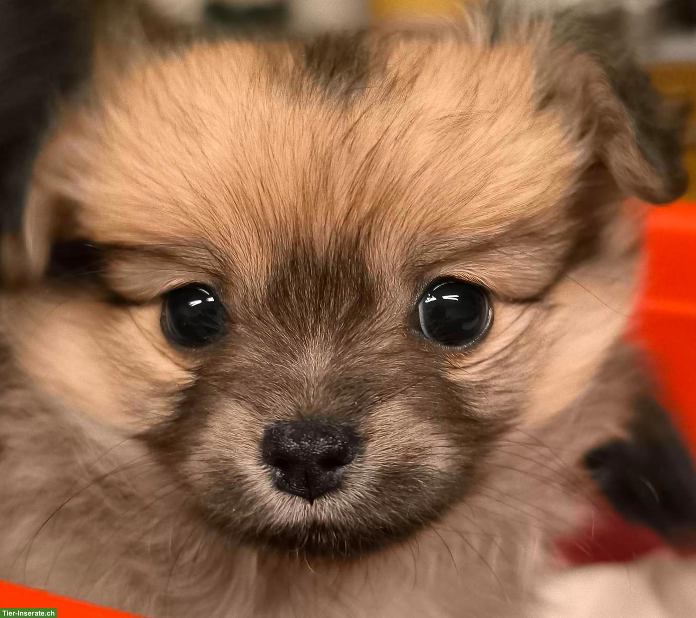 Bild 4: Pomchi Welpe (Pomeranian x Chihuahua Mix)