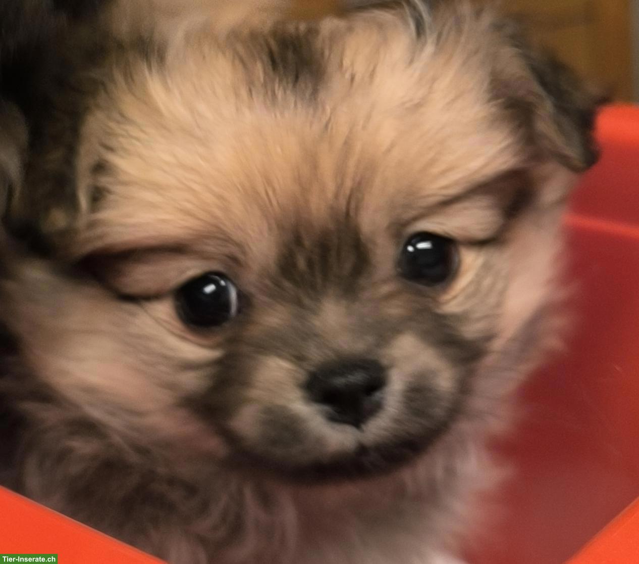 Bild 5: Pomchi Welpe (Pomeranian x Chihuahua Mix)