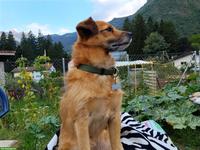 Suche Mitfahrgelegenheit für meinen Hund