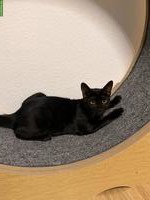 Wunderschöner Bengal-Mix Kater, 5 Monate