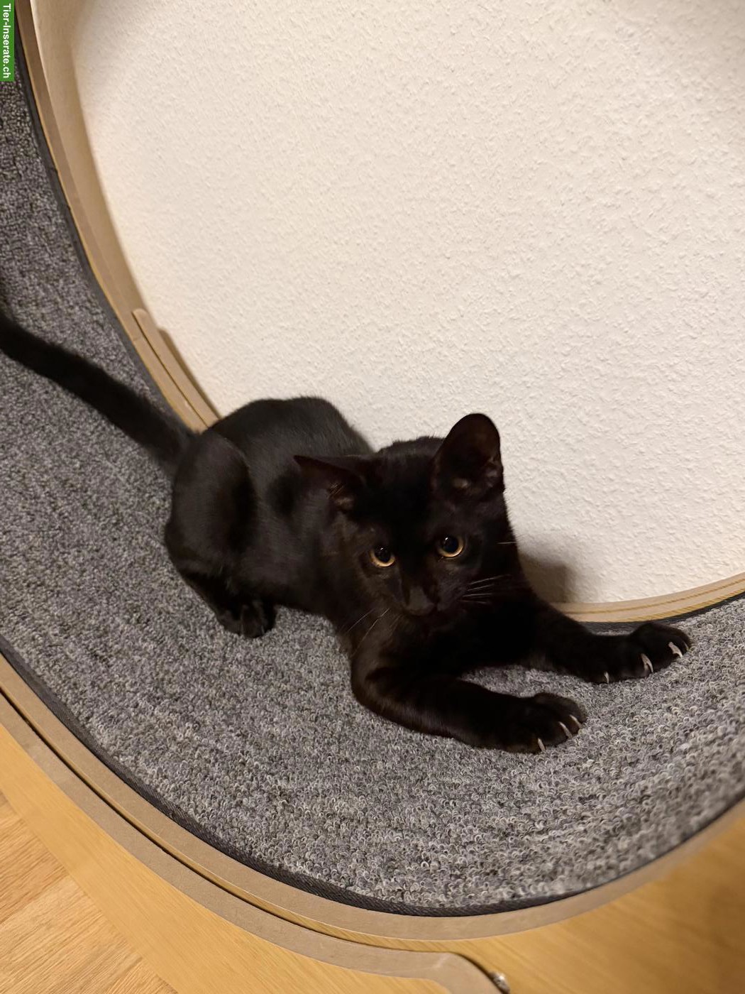 Bild 3: Wunderschöner Bengal-Mix Kater, 5 Monate
