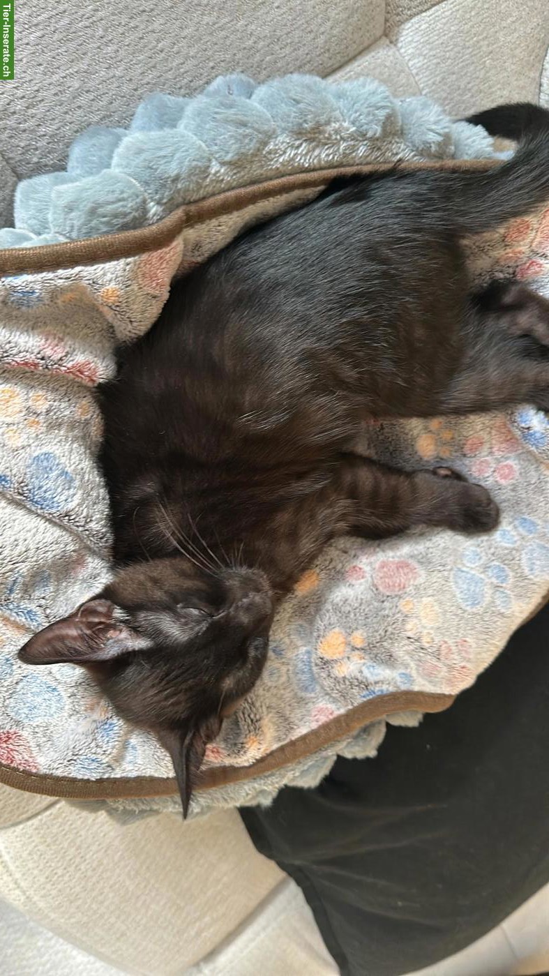 Bild 4: Wunderschöner Bengal-Mix Kater, 5 Monate
