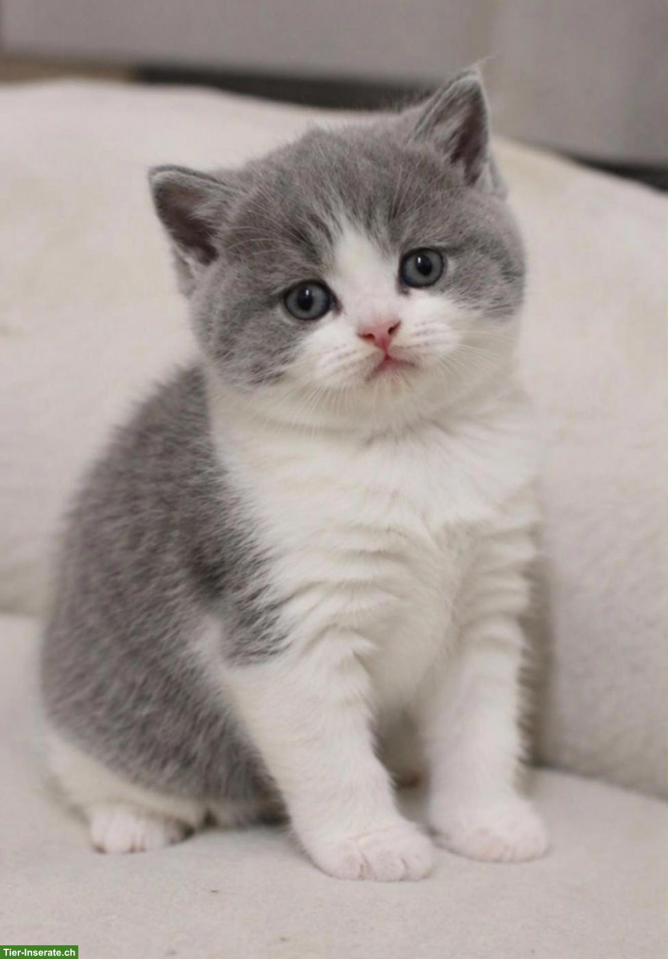 BKH Katzenbabys zu verkaufen