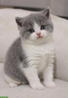BKH Katzenbabys zu verkaufen
