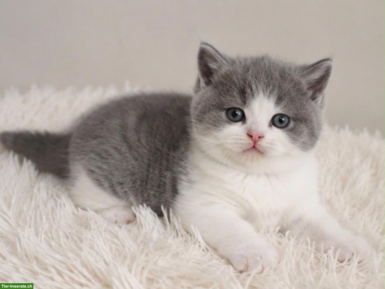 Bild 2: BKH Katzenbabys zu verkaufen