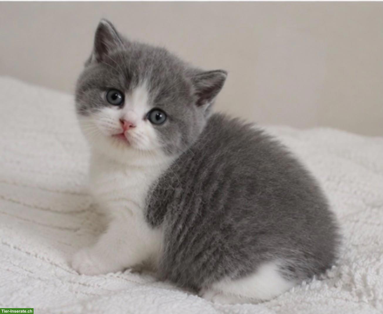 Bild 3: BKH Katzenbabys zu verkaufen