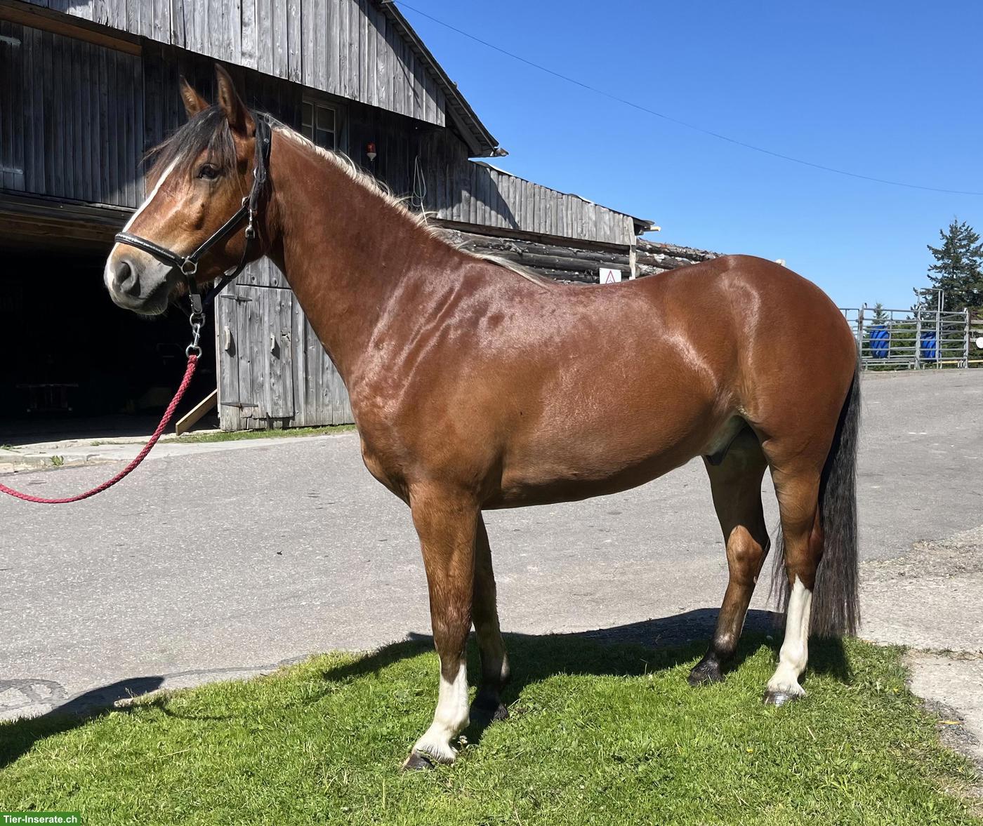 Bild 2: Junger Freiberger Wallach, 3.5-jährig