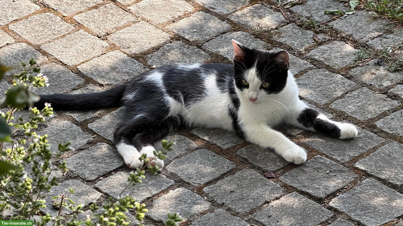 Bild 5: Junge Kätzchen zu verkaufen