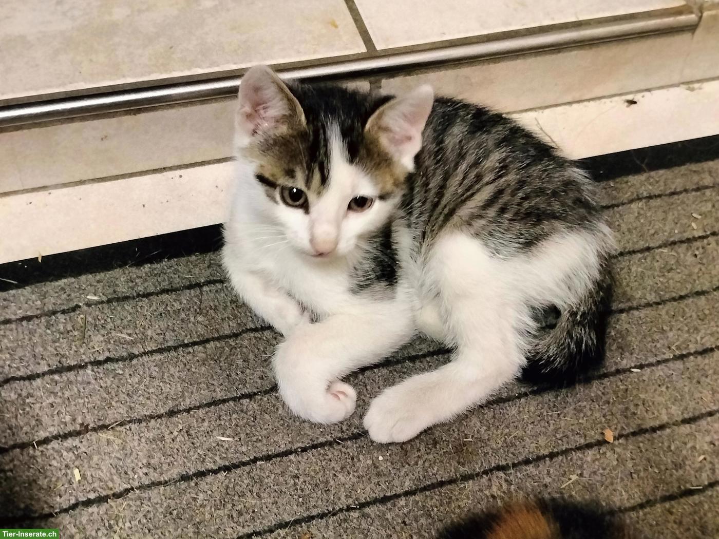 Herziges Bauernhofkätzchen (Kater) sucht ein Zuhause