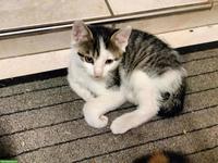 Herziges Bauernhofkätzchen (Kater)