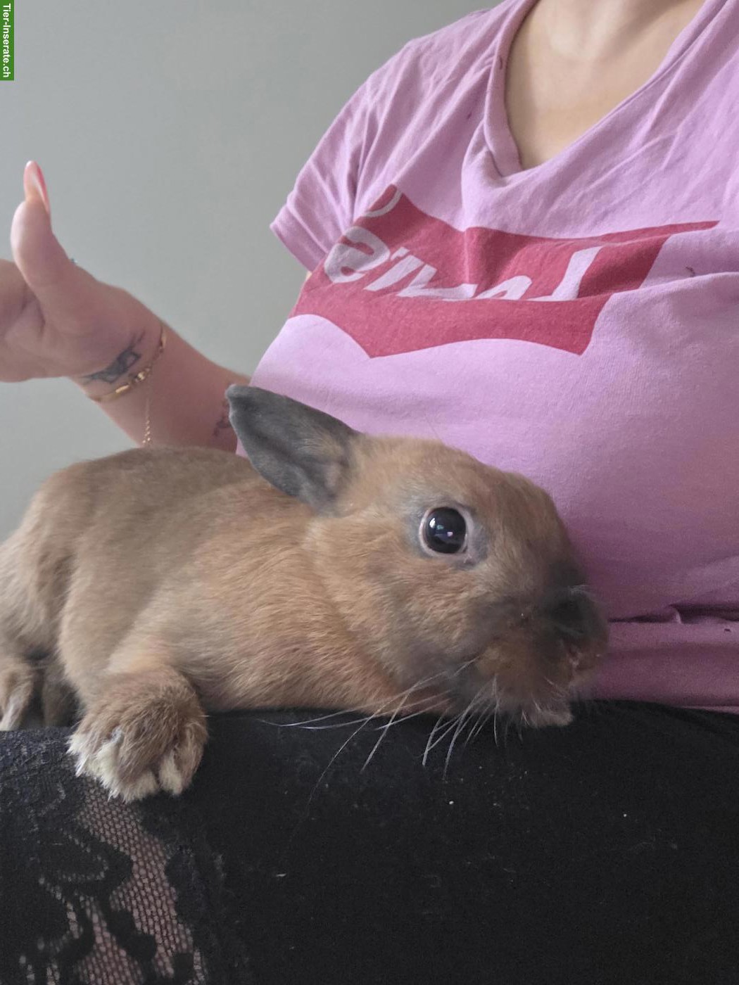 3 Zwergkaninchen suchen liebevolles neues Zuhause 🐰🏡❤️