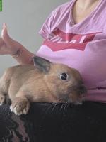 3 Zwergkaninchen suchen liebevolles neues Zuhause 🐰🏡❤️