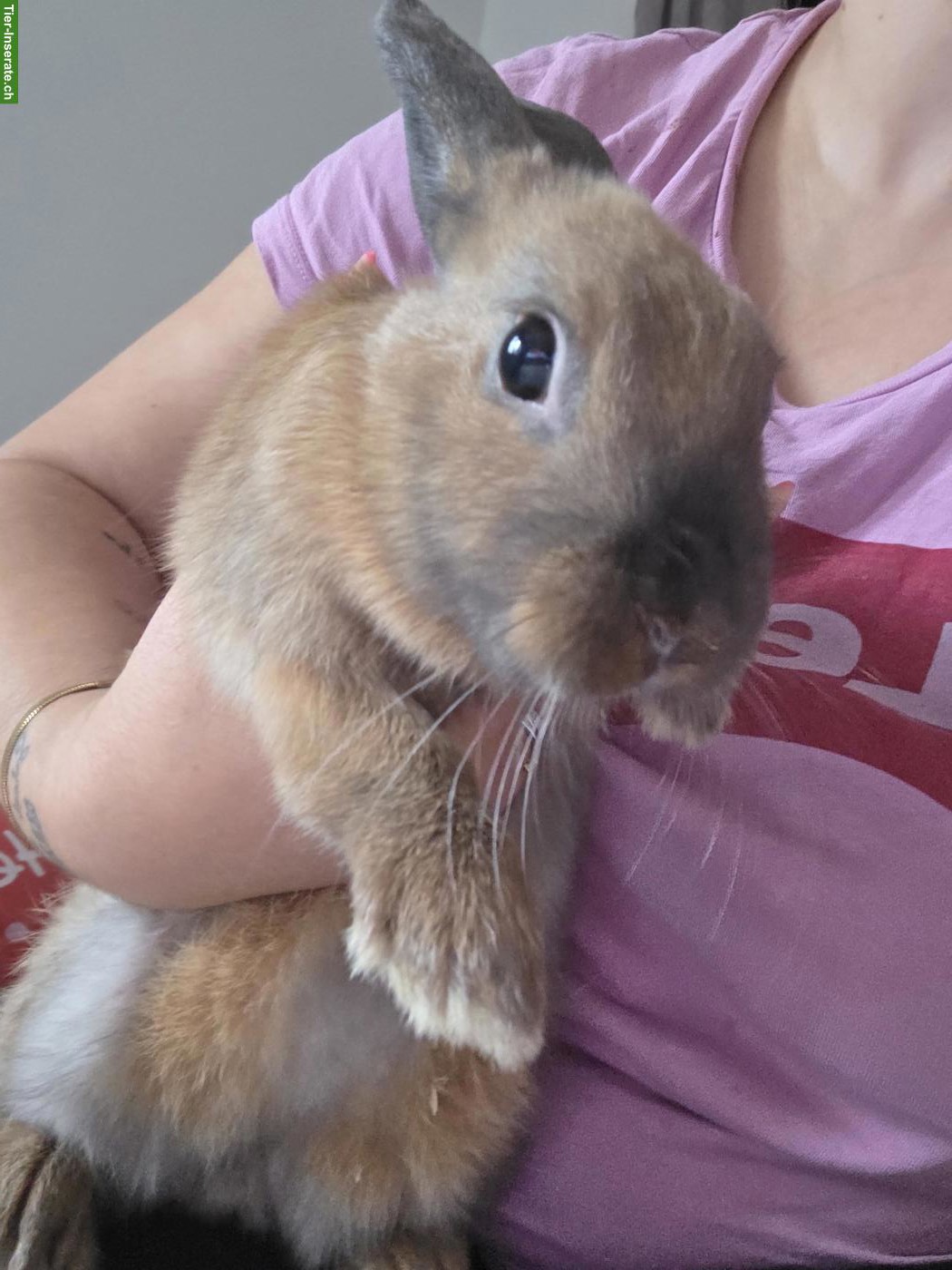 Bild 2: 3 Zwergkaninchen suchen liebevolles neues Zuhause 🐰🏡❤️